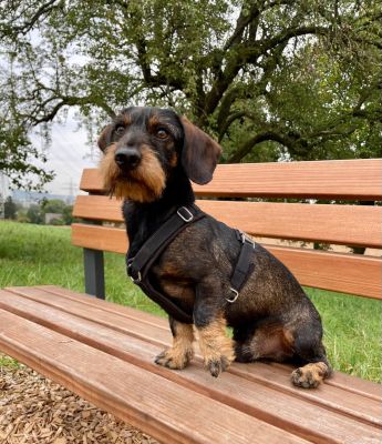 Dackel Carl in Hundegeschirr Softie Schwarz, Größe S