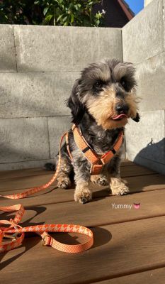 Zwergdackel Willy in Hundegeschirr Tänzer, Größe S