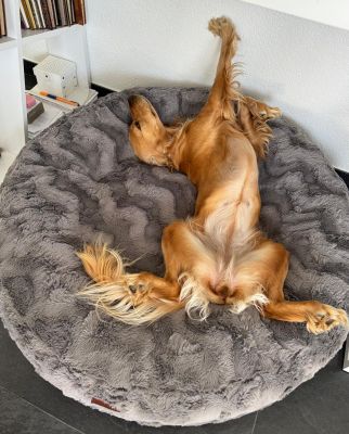  Cocker Spaniel Emma in Bagelbettchen Grau, Groesse M 