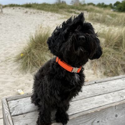Bollipoo Moana in Halsband Softie Neonorange, Größe S 