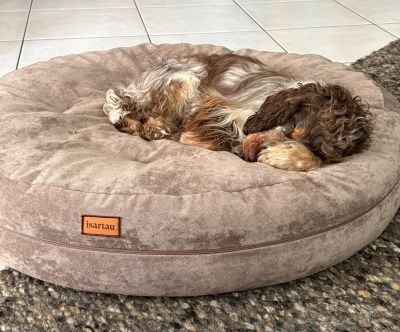 Cocker Spaniel Wilma in Bagelbettchen Velours Taupe