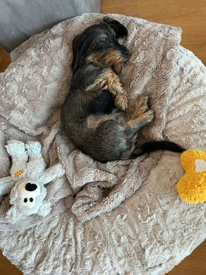  Dackel Gretel Bagelbettchen Groesse S