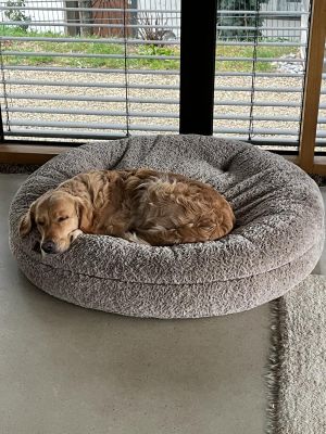 Golden Retriever Freddy Bagel L Beige