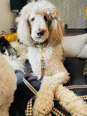 Königspudel Manni in Designerhalsband Stadtgeflüster, Größe L