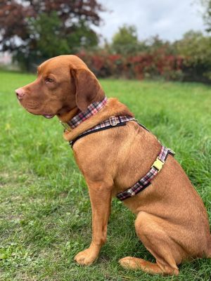 Labrador in Hundegeschirr Flaneur, Größe L