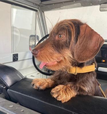 Zwergdackel Quintus in Halsband softie Karamell, Größe S