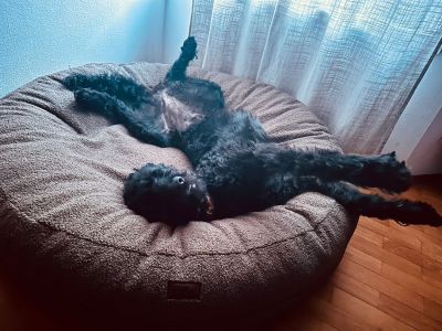 Labradoodle Luna in Bagelbettchen Größe L Teddy