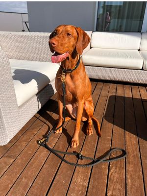 Vizsla Nanu in Tauset Black Mamba Schwarz, 10mm Taustärke