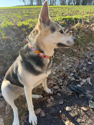 Devi mit Designerhalsband Blumenmeer