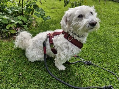 Willy in Brustgeschirr Burgunder Tauleine Heavens Rock BURGUNDY