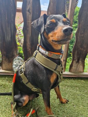 Zwergpinscher_Leo_Gewicht_6,5_in_Hundegeschirr_Softie_OLIV,_Groesse_S