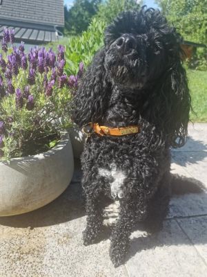 Pudeldame Lexy in Markenband mit Namensgravur