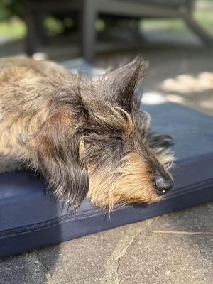 Zwergdackel Enzo auf Hundematte Ortho SAFE, Größe S