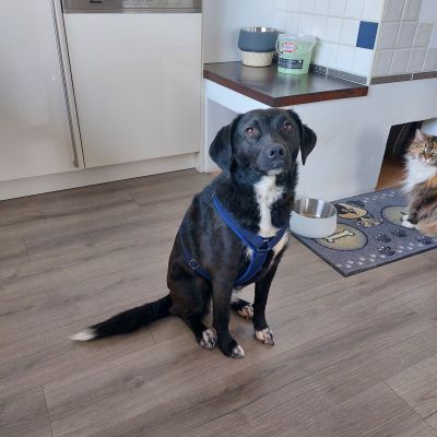  Polly Brustgeschirr Dunkelblau Gr. L  