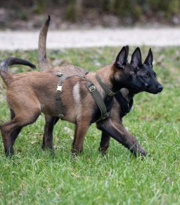 Malinoiswelpen in Hundegeschirr Oliv, Größe M
