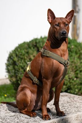 ThaiRidgeback Amy in Brustgeschirr L Oliv