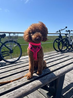 Zwergpudel Abby (Gewicht 4 Kilo) in Hundegeschirr Softie Neonpink Größe S