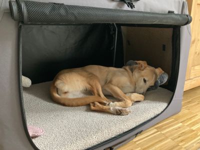  Nala Hundebett Ortho Safe, Größe M Bezug Teddy SAND 