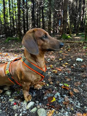 Dackel Gustl in Brustgeschirr Orange-Oliv