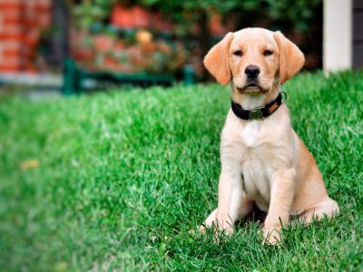 Labradorwelpe in Halsband Softie Schwarz, Größe M