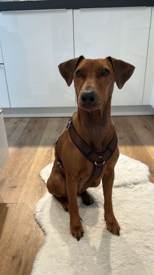 Deutscher Pinscher Isa in Hundegeschirr Softie Dunkelbraun, Größe M