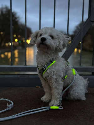 Krmel in Hundegeschirr Grau-Neongelb mit Tauleine Pebble Stone Neongelb