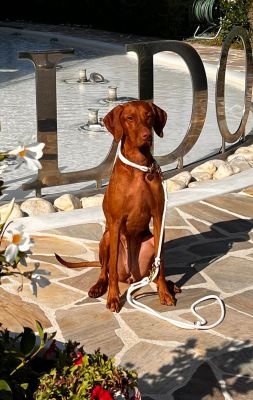 Vizsla Nanu in Pure Breeze Weiss - ein weißes Tauset 