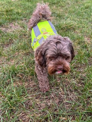 Carlos in Hundegeschirr NEONgelb und Warnweste NeonGELB