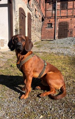 Hannoverscher Schweißhund Saco (35 Kilo) in Hundegeschirr Softie Oliv, Größe XL