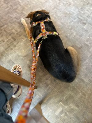 Lotti in Hundegeschirr Blumenmeer, Größe L