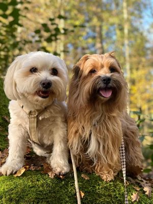 Mickimucki und Juszti in Hundegeschirr Stadtgeflüster und Beige