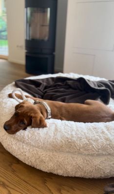 Labrador Welpe Nala (Gewicht 8 Kilo) in Welpenhalsband Beige, Größe M