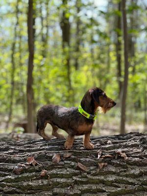Dackel Freda (Gewicht 3,4 Kilo), in Halsband Softie Neongelb, Größe S