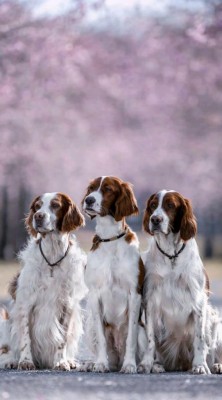 Irish Red an White Setter Aruna, Delia, Gwenny in Markenband Dunkelbraun