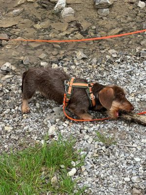 Zwergdackel Leo in Hundegeschirr Wellenbrecher mit Schleppleine