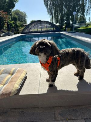 Bolonka Sina in Hundegeschirr Neonorange, Größe XS