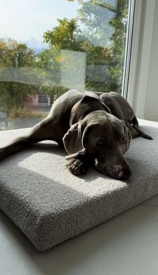 Weimaraner Udo auf Hundematte Ortho SAFE, Schmusebezug Teddy Sand, Größe L