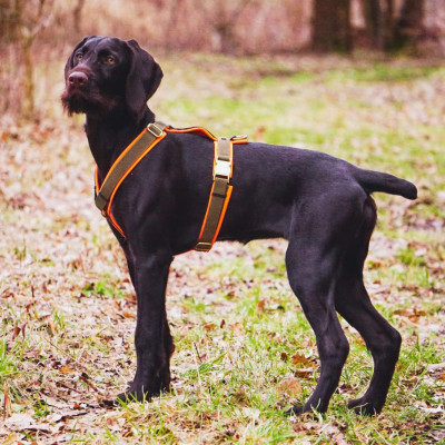 Jagdhund Jolle im Wald mit Oliv-Orangenem Brustgeschirr