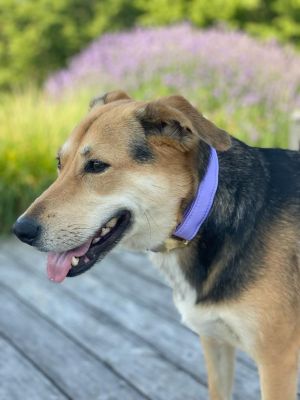 Lotte in Halsband Softie LAVENDEL Größe L