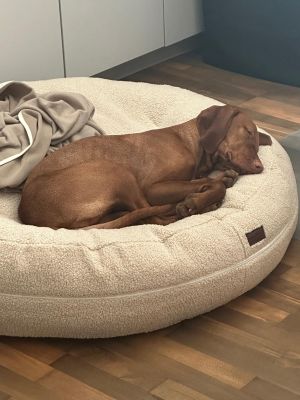  Vizsla Pepper Bagel Gr. L Teddy Sand  