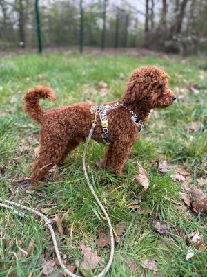 Zwergpudel Jaro (Gewicht 3,5 Kilo) in Hundegeschirr LEO, Größe XS