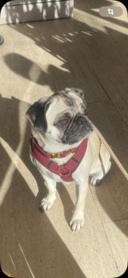 Mops Gina in Hundegeschirr Burgunder, Größe S