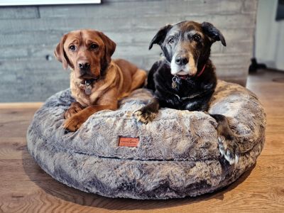 Labrador Hugo & Wilson in Bagelbettchen Grau Groesse L 