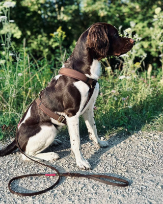 Deutsch Kurzhaar in Hundegeschirr Softie Dunkelbraun, Größe L