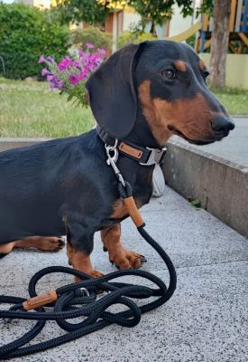 Dackel Frida in Halsband Softie Schwarz, Größe M