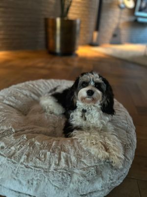 Bella in Bagelbettchen Beige Größe S