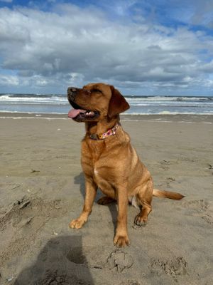 Labrador Wilma in Halsband Blumenmeer