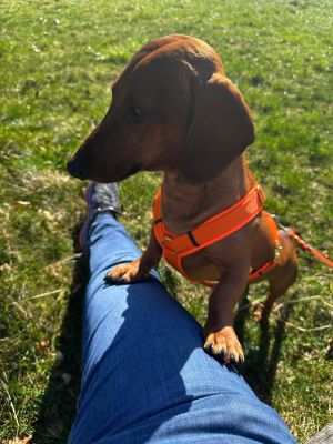  Dackel Gustl Geschirr Neonorange Groesse M  