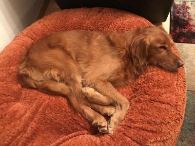 Hovawart Sammy in Bagel L Zimt