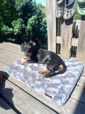 Dackel auf Hundematte Ortho Safe, Schmusebezug Frau, Größe S